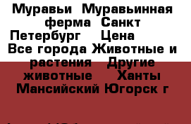 Муравьи, Муравьинная ферма. Санкт-Петербург. › Цена ­ 550 - Все города Животные и растения » Другие животные   . Ханты-Мансийский,Югорск г.